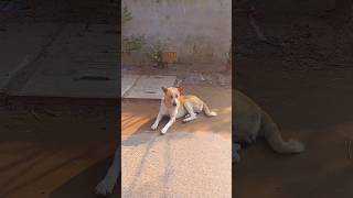 সুন্দর ভাবে বসে রয়েছে কুকুর টা #viralvideo #dog #tiktok #reels #doglover #bangladesh #shorts