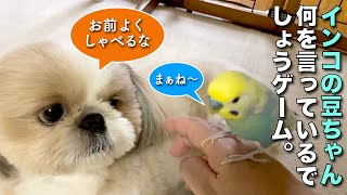 【セキセイインコ】Simple Film「豆ちゃんは何を言っているでしょうゲーム」シーズー犬まるちゃんからヒントあり【158】