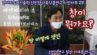 창 다육은 도대체 뭐예요? 다육이 분갈이할 때 뿌리는 얼마나 어떻게 정리해요? 선인장다육식물연구소 인터뷰  2부