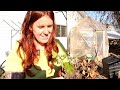 how to winterize potted plants outside