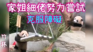 🐼#家姐多次嘗試在草地上上韆鞦，雖失敗，冇氣餒 #細佬又從樹上掉下，但冇放棄 #熊貓bb成長日誌～自古成功在嘗試 #家姐細佬加油💪 #panda #cute #海洋公園 #萌宠 #盈盈#樂樂