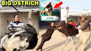 Bareedar Ostrich farm say chala Gaya|