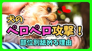 犬のペロペロ攻撃！犬が飼い主を舐める理由、部位別の理由と対処法を徹底解説！