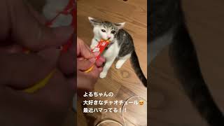 やっぱり猫はチャオチュールが大好き😘