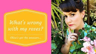 What's wrong with my roses? // Rose Pest & Disease Problem Solver // The Gardenettes