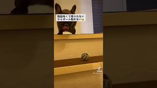 【フレブル】階段降りれない愛犬　#うに