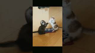 Cute Kittens#youtube #dogs #funny #cats #trending #ytshorts #animals #viral #youtubeshorts