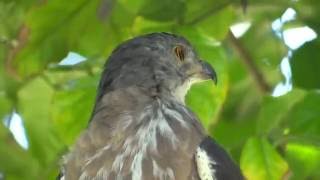 20160729體育公園鳳頭蒼鷹