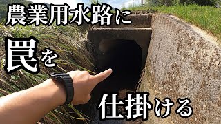 激浅の農業用水路に自作のうなぎ筒を仕掛けた結果が凄かった！