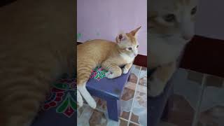 பூனையின் அலப்பறைகள் #funny #kitten #pets#cat #funnyvideo#kittycomedy #funnycat#funnypet#funnyshorts