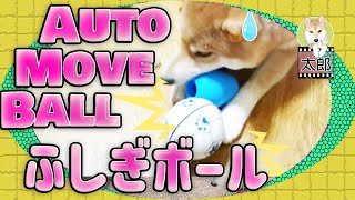 🆃🅰🆁🅾自動でコロコロ動く面白い『ふしぎボール』で柴犬太郎くん激しく遊ぶ！ ／Taro the shiba inu playing with automatically moving ball