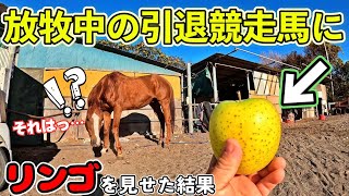 放牧中の引退競走馬が大好物のリンゴに気がついた時の反応が可愛すぎました…。【ツルマルボーイ様のシモベ】