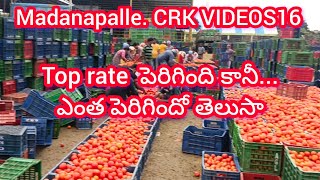 26/12/24 Madanapalle Tomato prices 🍅 మదనపల్లె టమాటా రేట్లు #crkvideos16 #tomatoprices