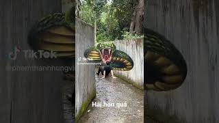 Con rắn khổng lồ quá khủng khiếp - The giant snake is so terrible