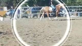 Pegaso Andalusian stallion palomino for sale