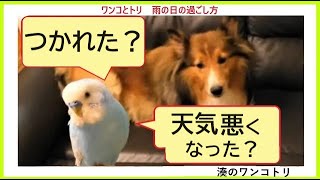 【ワンコとトリ　雨の日の過ごし方】  おしゃべりインコ  / 優しいワンコ  / 雨の日の犬 / 雨の日のインコ  / 犬とインコ /  雨の日 / おうちでのんびり  / 湊のワンコトリ