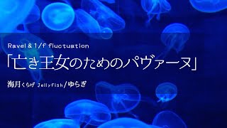 【1/fゆらぎ•睡眠導入】ラヴェル亡き王女のためのパヴァーヌ+ 幻想的な海月/優雅さ, 懐かしさの響きで眠る, 癒し, Jellyfish, 해파리, 睡眠bgm, Healing, Ravel