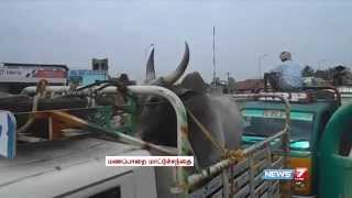 Rush for sale of Jallikattu bulls in Trichy