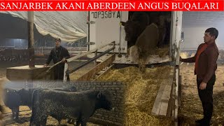 SANJARBEK AKANI 350/BOSH ABERDEEN ANGUS LUMUZEN AVLIKOL GEREFORD BUQALARI KELDI