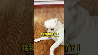 狗子：这老蹬，一天就没干过人事！Dog: This old man, he hasn't done anything in a day! #萌寵#寵物#搞笑#拉布拉多 #doglover