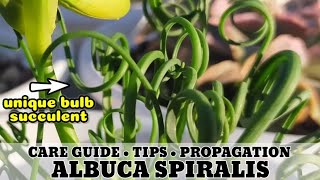 136 ALBUCA SPIRALIS FRIZZLE SIZZLE PLANT SUCCULENT CARE GUIDE || Succulent Care Tips 다육식물 Suculentas