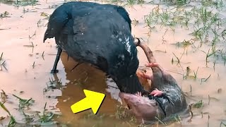 പൊരിഞ്ഞ യുദ്ധം അവസാനം ജയിച്ചത് Incredible Moments Caught on Camera