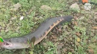 spinner attack snakenead fish.,(murrel fish) attack #video #amazing #fish #big#