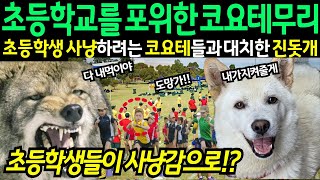 [해외감동사연] 한국 진돗개, 믿을 수 없는일이 미국 초등학교에서 일어난 상황! 코요테 무리와 대치하여 맞선 한국견들의 기적적인 활약! 충격적인 결과로 미국 전역이 난리난 상황