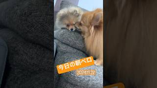 朝のご挨拶、朝ペロ#shorts#ポメラニアン#子犬#パピー#犬動画#可愛い#モフモフ#ポメラニアンのいる生活#アザトカワイイ