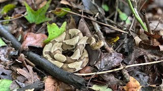 Copperhead, Racer, Garters and more. Herping during remnants of Hurricane Ian.