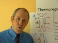 thermoregulation part 4