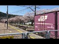 43 jr貨物　ef510レッドサンダー　桜と貨物列車