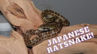 Kunashir Island Japanese Ratsnake! Update.