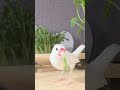 豆苗を食べる文鳥つるさん　 birds 可愛い小鳥 bird 文鳥