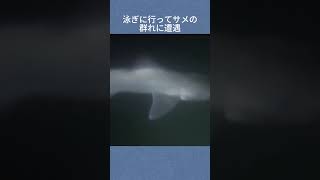 泳ぎに行ってサメの群れに遭遇