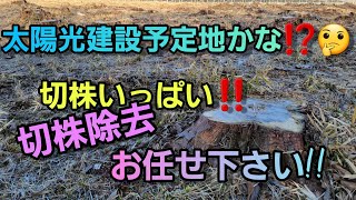 【茨城県笠間市】太陽光建設予定地？切株たくさん！邪魔な切株。切株除去。草刈りがスムーズに行える。