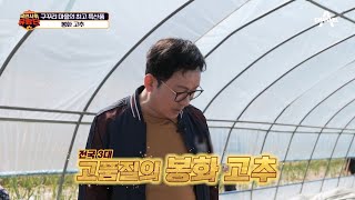 전국 3대 고추인 봉화 고추! 구꾸리 마을의 최고 특산품이라는데! | 버스타go 효도하go 국민사위 유랑단 22 회