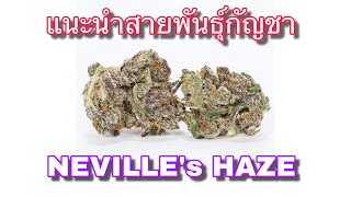 แนะนำพันธุ์กัญชา EP 19 NEVILLE's HAZE