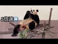 【爆笑注意😂】パンダ姉妹の動きを見守った結果...衝撃映像がww結浜＆楓浜🐼