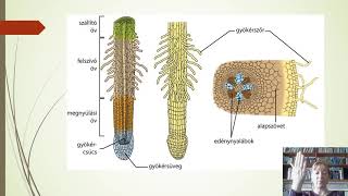 A növények anyagforgalma - Hallbiológia