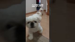 ペキニーズ（犬）お留守番できないワンコ【再現動画】 #shorts #ペキニーズ #犬 #pekingese #dog