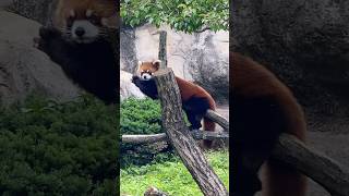 ヒマワリ、待機中202405 #レッサーパンダ #redpanda #多摩動物公園