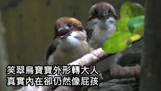 笑翠鳥寶寶外形轉大人 真實內在卻仍然像屁孩