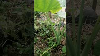 giant taro - cut a few branch for apple snails | #hl6614