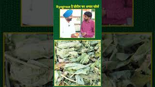 राईग्रास की खेती और उसके फ़ायदों के बारे में जानिए | Green Fodder Ryegrass Variety #Kisanofindia