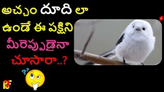 👉 అచ్చం దూది లా ఉండే పక్షి | Interesting facts about Shima Enaga Bird | PDF | #shorts #youtubeshorts