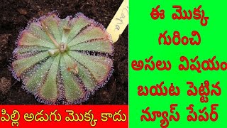 పిల్లి అడుగు చెట్టు || pilli adugu chettu || drosera burmanii || పిల్లడుగు || pilladugu | puli adugu