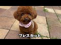 今流行りのおパンツカット＆ブレスカット✩.*˚トリミングに行ってきました【トイプードルのサラ】