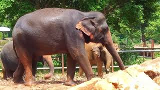 බලන්න අලි යහළුවන්ගේ වැඩ #trending #elephant 🦣