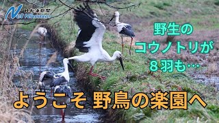 【圧巻】野生のコウノトリが８羽も…　ようこそ、鳥取にある野鳥の楽園へ　日本海新聞